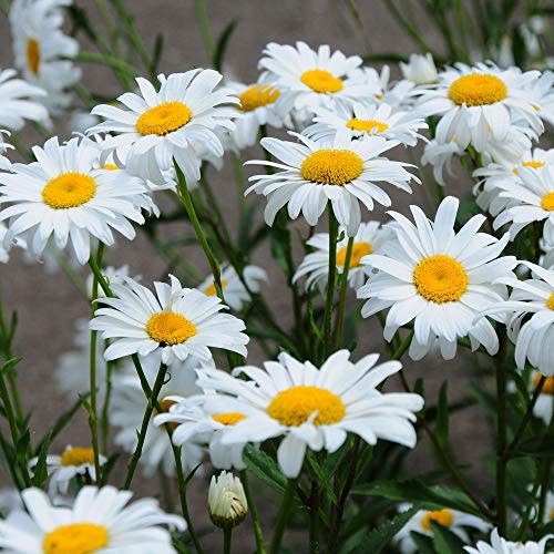 Outsidepride Perennial Chrysanthemum Shasta Daisy Wild Flowers Great for Cutting - 5000 Seeds