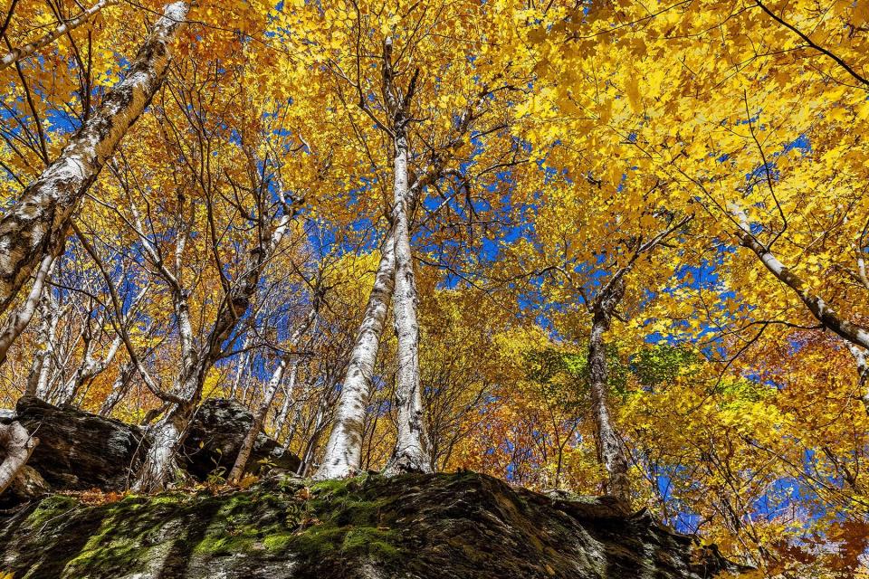 Birch trees at Smuggler's Notch in Vermont