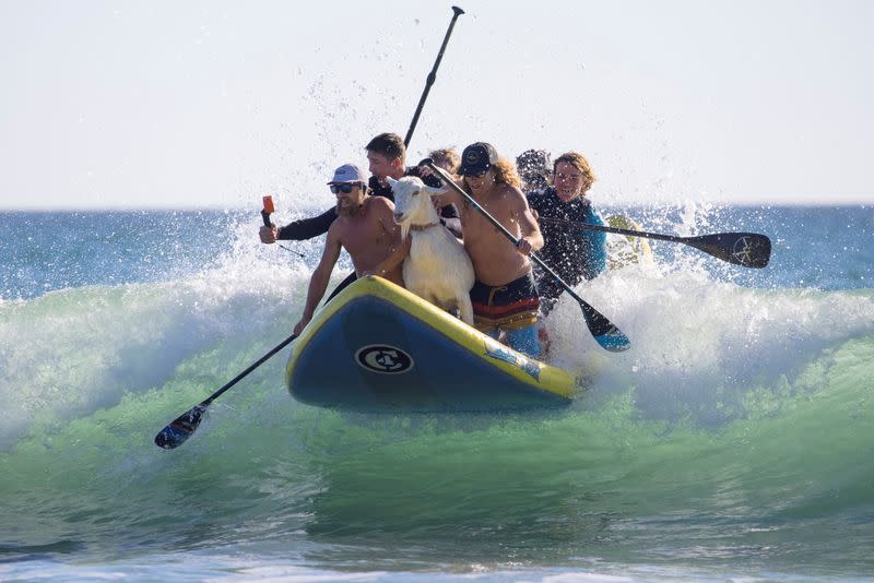 Dana McGregor and Pismo his surfing goat catch a wave with friends while surfing with kids in San Clemente