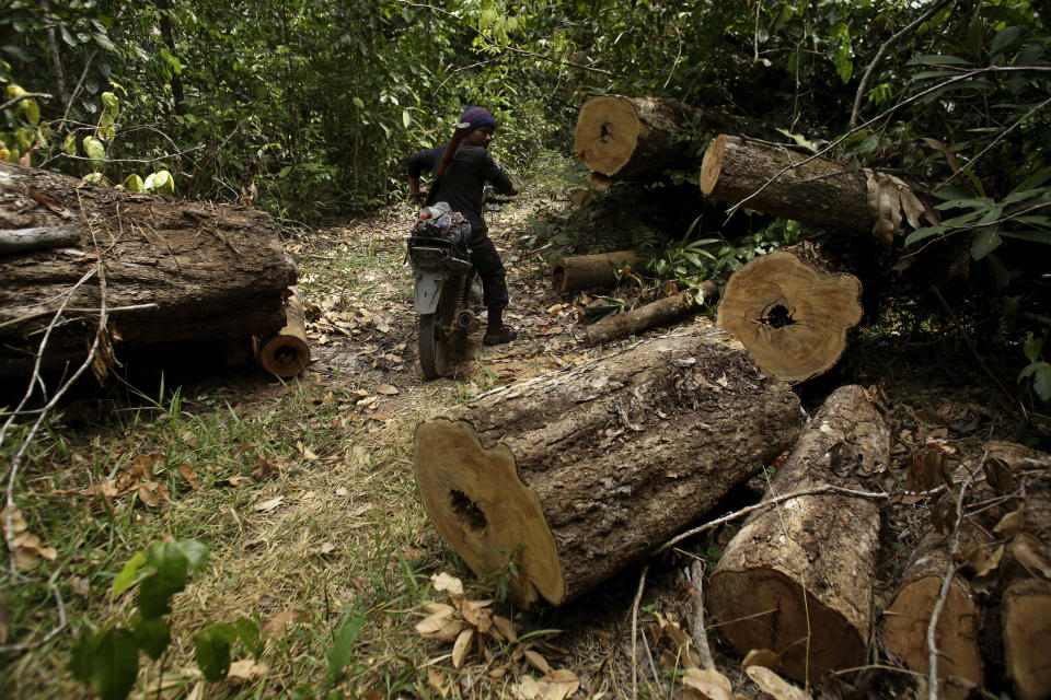 Tenetehara Indigenous man Nemai Tembe from the Ka’Azar, or Forest Owners, rides through an area of trees felled by illegal loggers, as the group patrols their lands on the Alto Rio Guama reserve in Para state, near the city of Paragominas, Brazil, Tuesday, Sept. 8, 2020. Three Tenetehara Indigenous villages are patrolling to guard against illegal logging, gold mining, ranching, and farming as increasing encroachment and lax government enforcement during COVID-19 have forced the tribe to take matters into their own hands. (AP Photo/Eraldo Peres)