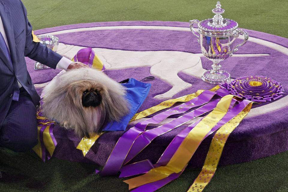 145th annual westminster kennel club dog show
