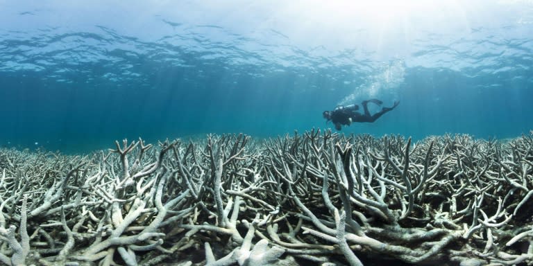 It is the third time in 18 years that the Great Barrier Reef, which teems with marine life, has experienced mass bleaching after previous events in 1998 and 2002