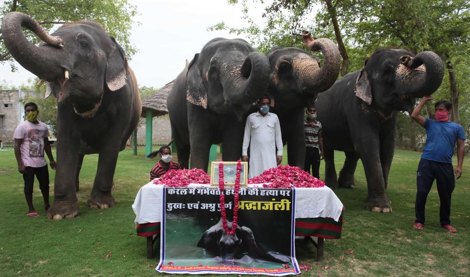 Elephants At Hathi Gaon Pay Tribute To The Female Elephant Killed In Kerala