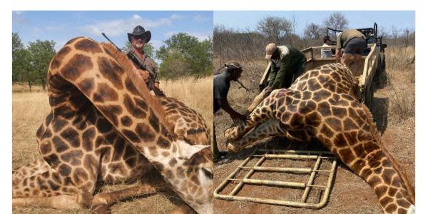 Asesinan con un disparo en la cabeza a cazador de animales silvestres en África