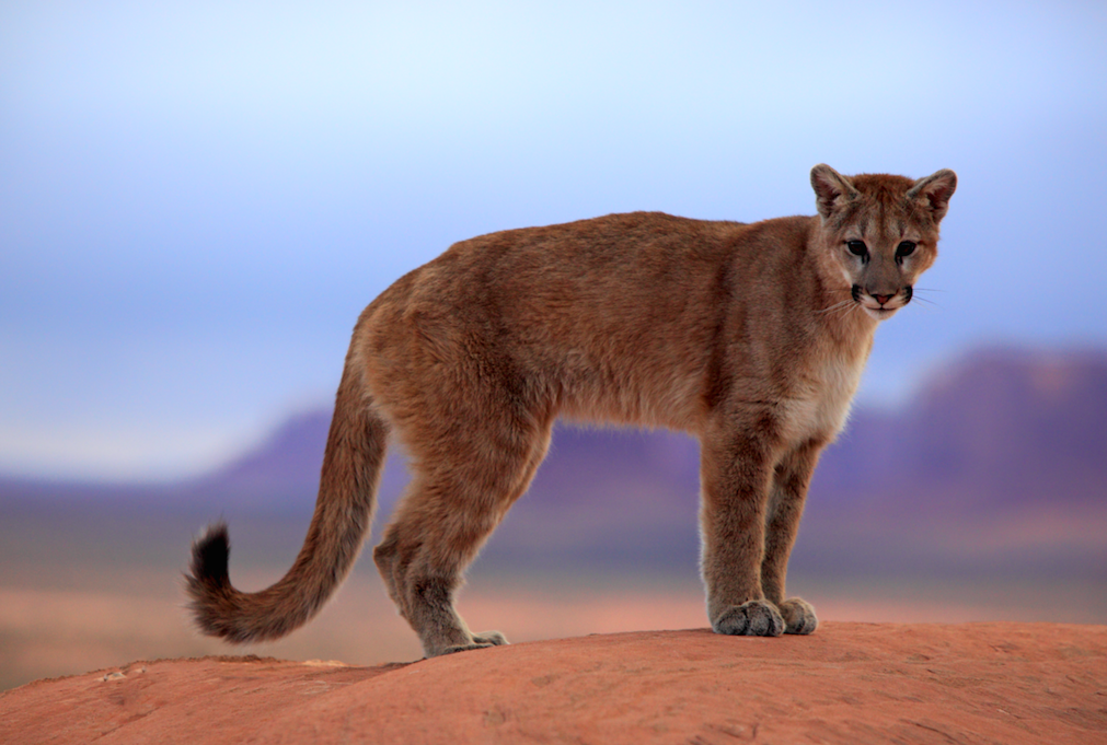 The two men were attacked by a cougar while biking (File picture: Rex)