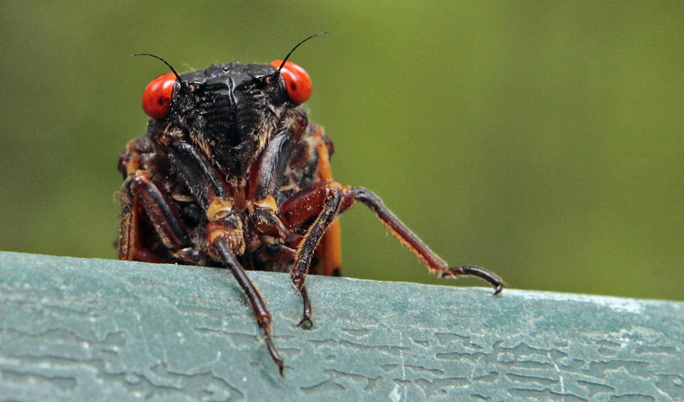 ARCHIVO - Una cigarra se asoma sobre un anaquel en Chapel Hill, Carolina del Norte, el 11 de mayo del 2011. Cargadas de proteínas, y bajas en carbohidratos y lípidos, las cigarras fueron utilizadas como fuente de alimento por los indígenas estadounidenses y siguen siendo comidas en muchos países. (AP Foto/Gerry Broome)