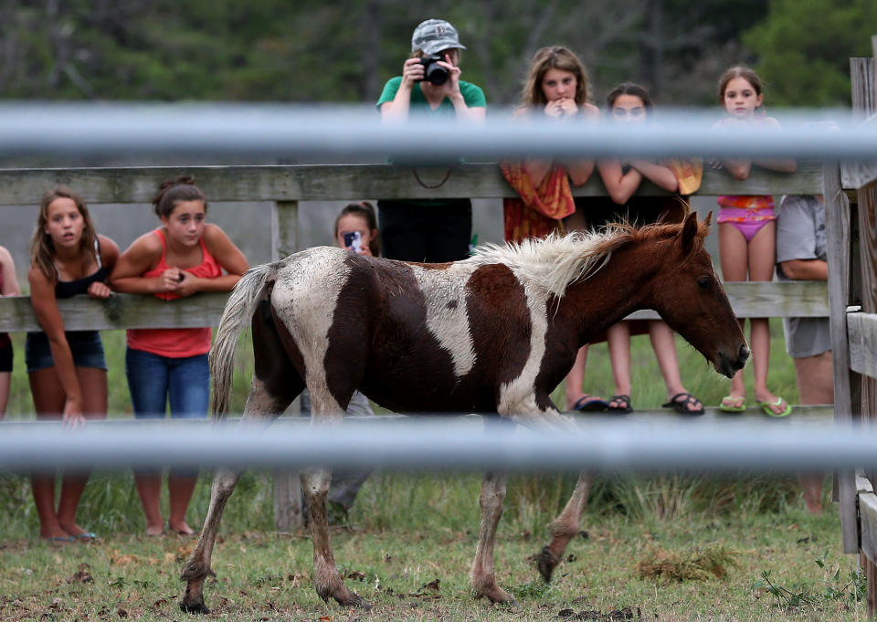 Wild Chincoteague Ponies Rounded Up For Yearly Swim