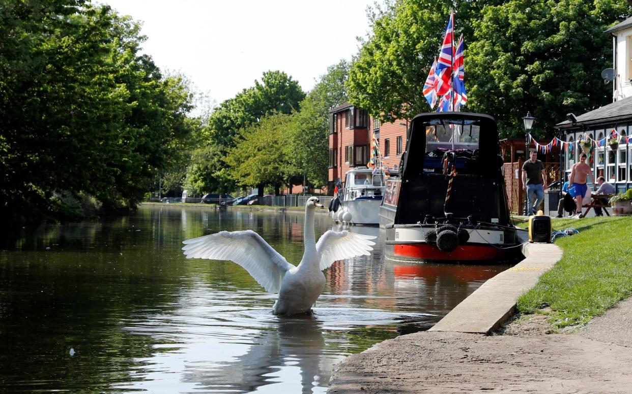 A swan opens its wings by the Grand Union Canal in Loughborough.  - REUTERS