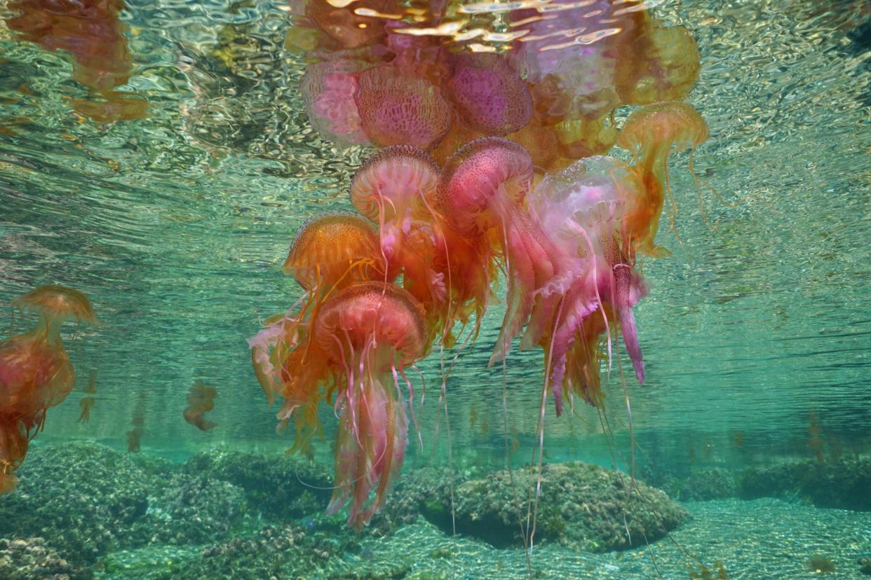 <span>Mauve stinger jellyfish (<em>Pelagia noctiluca)</em> off the Catalan coast. Tarragona beaches were closed in July after highly venomous Portuguese man o’ war were seen. </span><span>Photograph: Seaphotoart/Alamy</span>