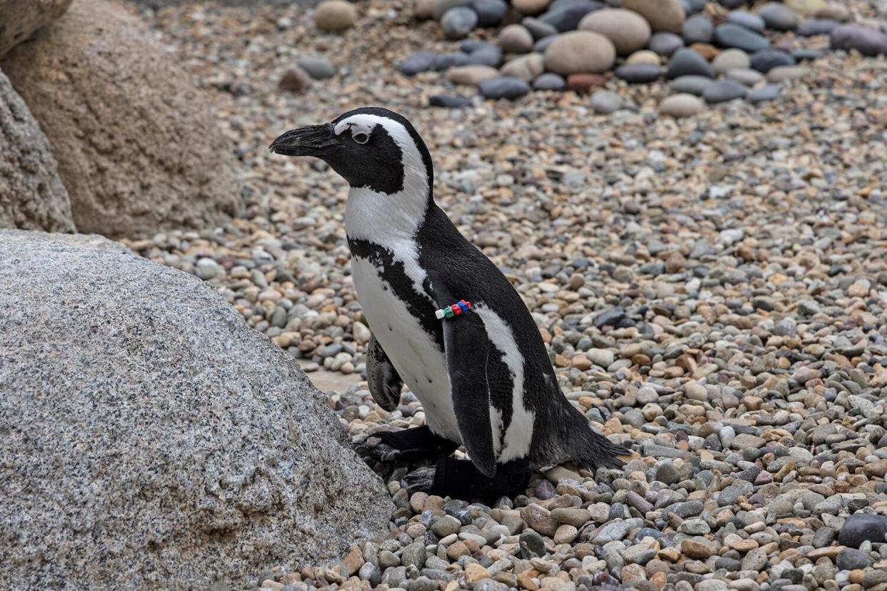 San Diego Zoo Penguin Gets Fitted with Custom Orthopedic Footwear