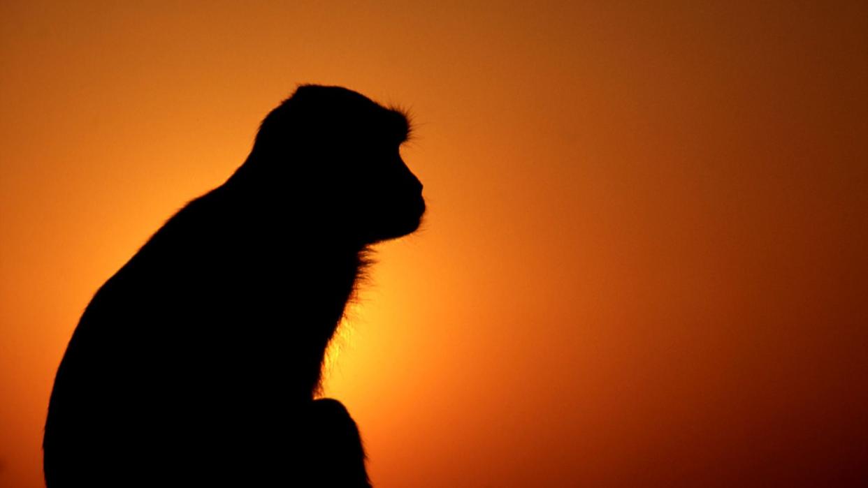 monkey  sunset