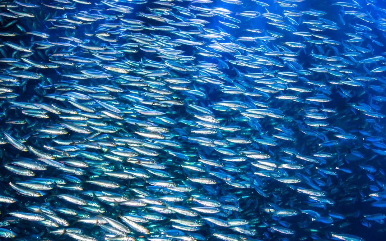 Smaller fish are less able to seek out new environments with favourable conditions as the climate changes - iStockphoto