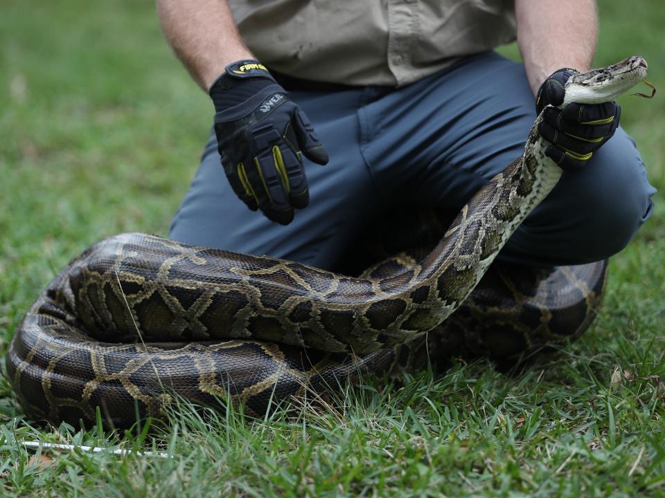 Snake Getty Images