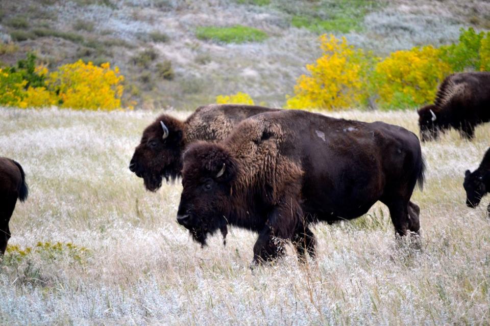 Four bison were recently released into a new area in Badlands National Park. Bison had not been in the expanded range for more than 150 years.