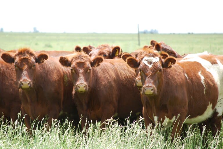 Un lote de la raza Shorthorn