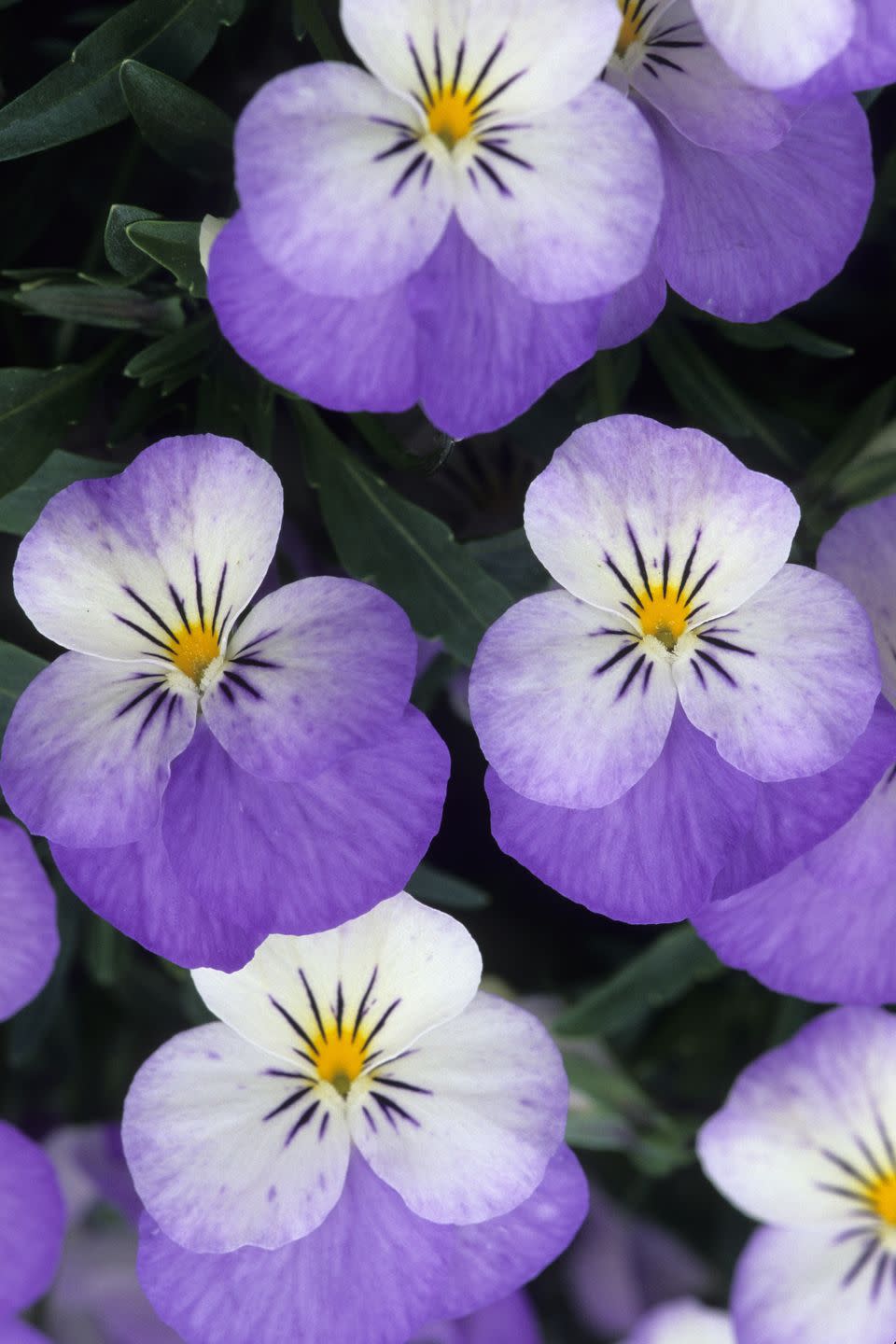 Pansy and Viola