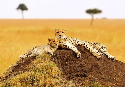 Cheetah in the Maasai Mara - Credit: AMY NICHOLE HARRIS