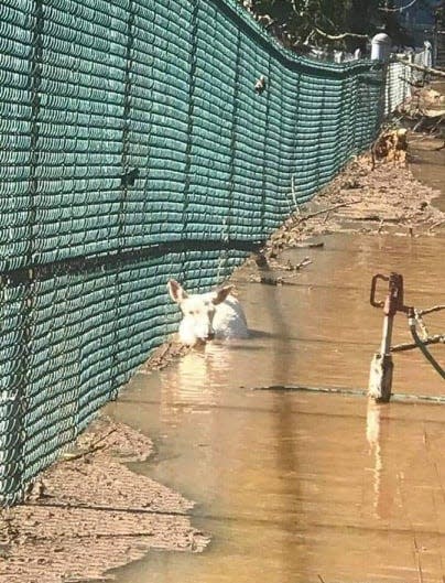 After hurricane Ida hit the area Sept. 1, local animal welfare advocates are calling for the closure of Johnson Park Animal Haven in Piscataway. This photo was taken Sept. 2.