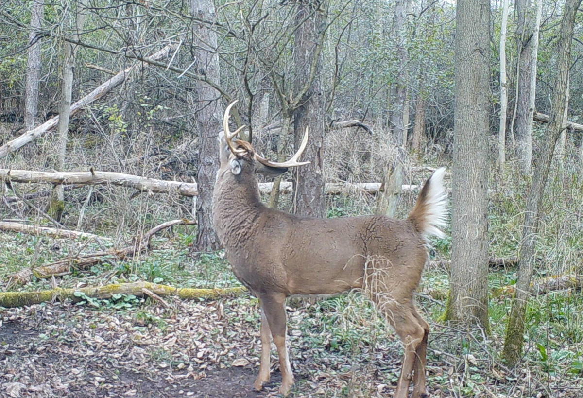 Deer season opens Saturday in New York state. What you need to know