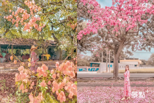 再衝一波美人樹花毯！三大夢幻粉色花海