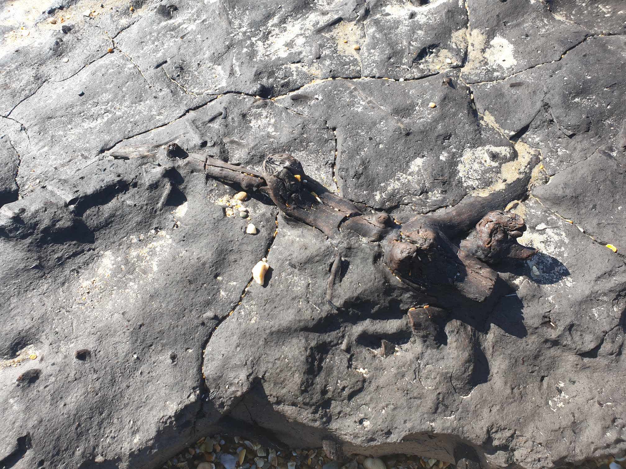 Close-up of a branch embedded in the rock at Badger Beach in Narawntapu National Park.