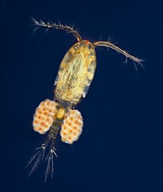 Tiny creature with two egg sacks attached on either side.