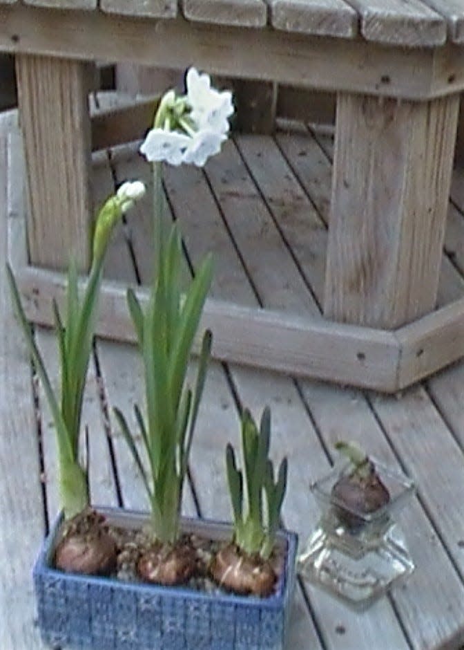 Paperwhites can help brighten your home during the long winter months.