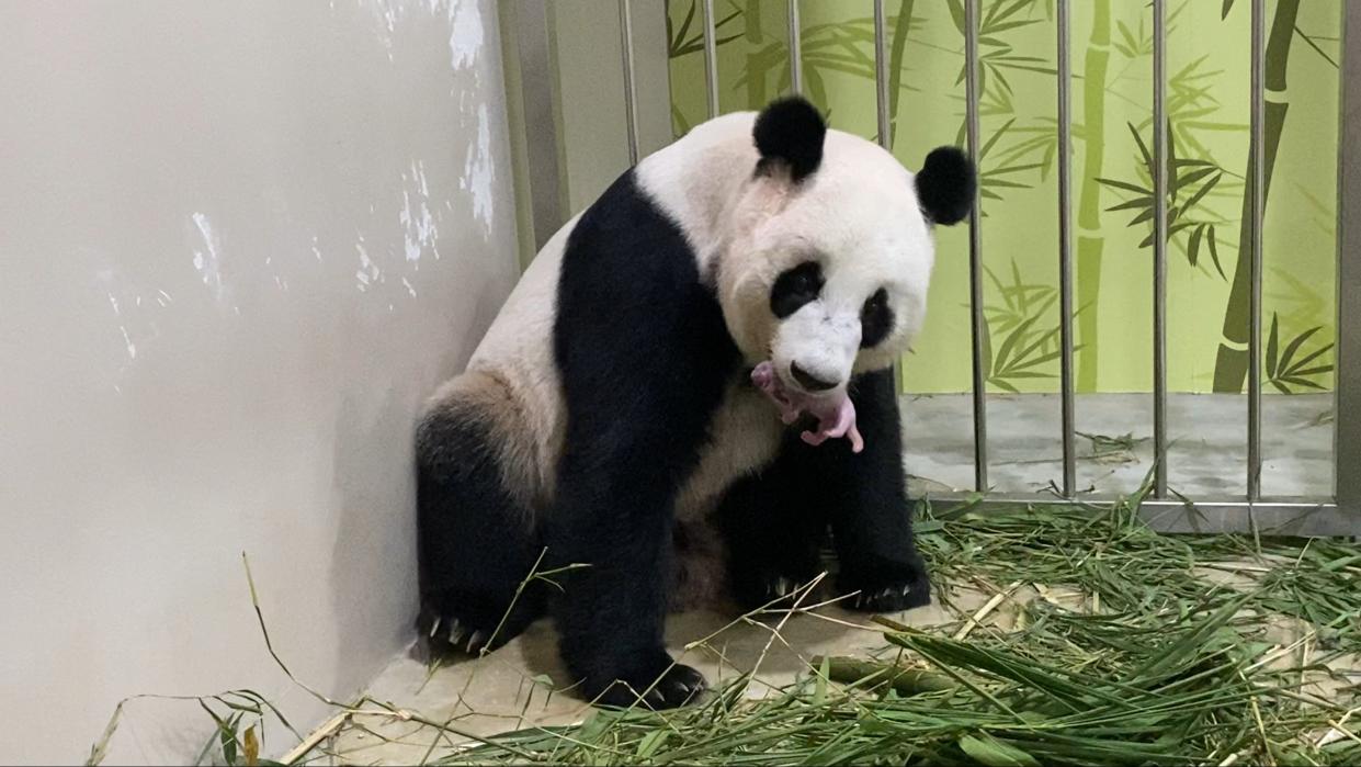 Giant panda Jia Jia and her panda cub at River Safari in Singapore. (PHOTO: Wildlife Reserves Singapore)