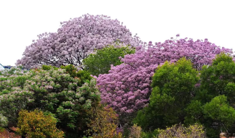 ▲台中市都會公園的苦楝樹，花朵顏色各有不同。（圖／翻攝內政部國家公園署國家自然公園管理處臉書，2024.03.26）