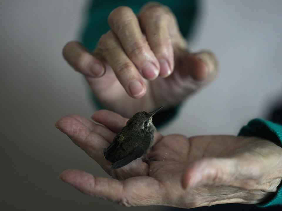 Catia Lattouf evalúa a un colibrí pichón que fue rescatado después de caerse de su nido y llevado a su departamento, ahora una clínica improvisada, en la Ciudad de México, el lunes 7 de agosto de 2023. (AP Foto/Fernando Llano)