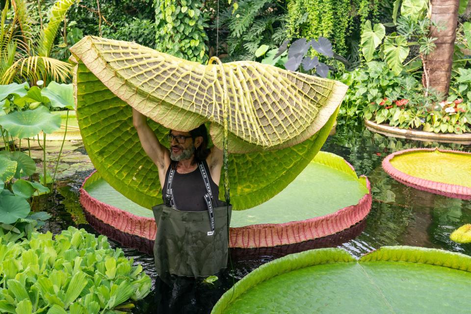 Horticulturist Carlos Magdalena removes a Victoria cruziana waterlily from the Palm House pond to create room for a new species of giant waterlily (PA)