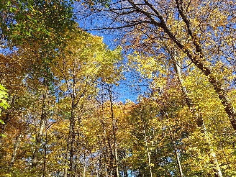 A photo of the tree canopy at Bendix Woods County Park in New Carlisle.