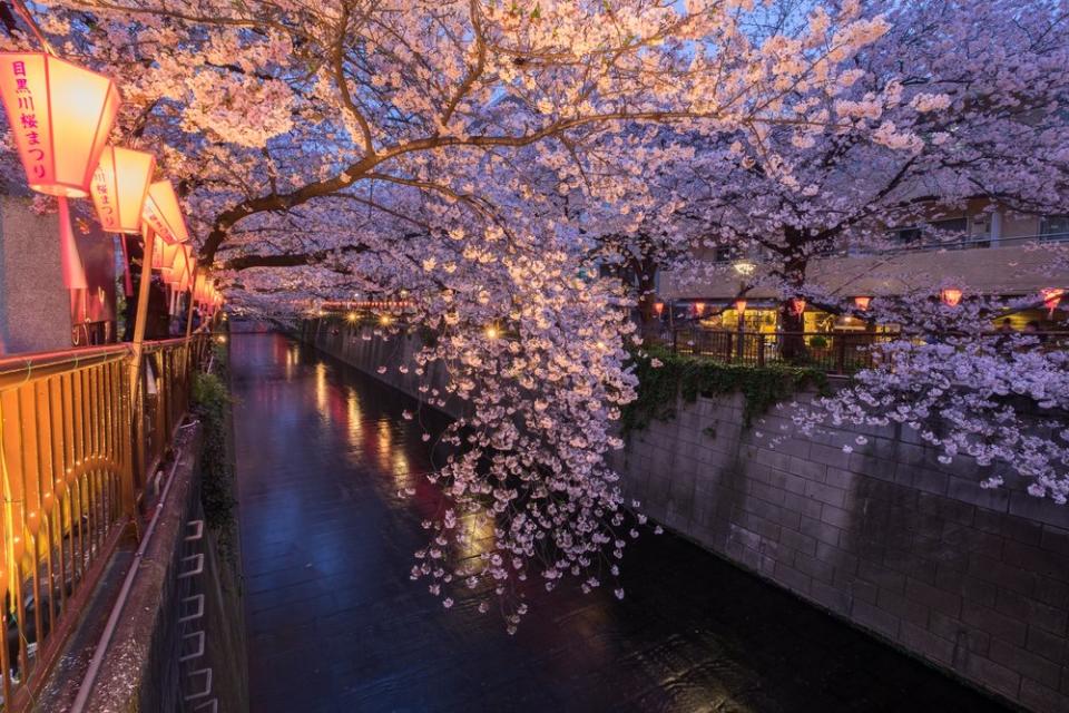 take the Tokyo railway and train network to Meguro for cherry blossoms