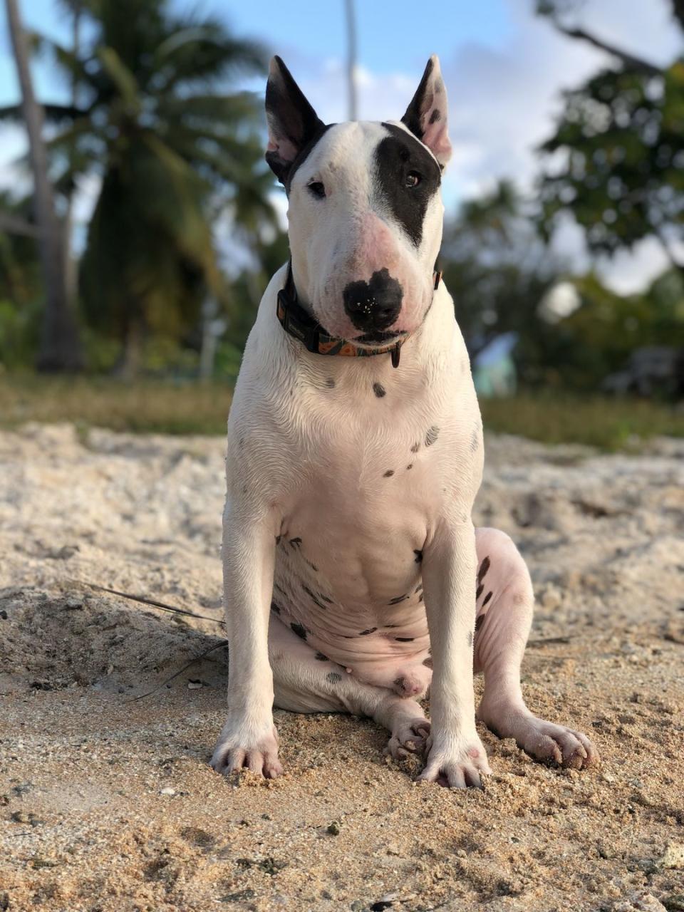 medium size dogs bull terrier