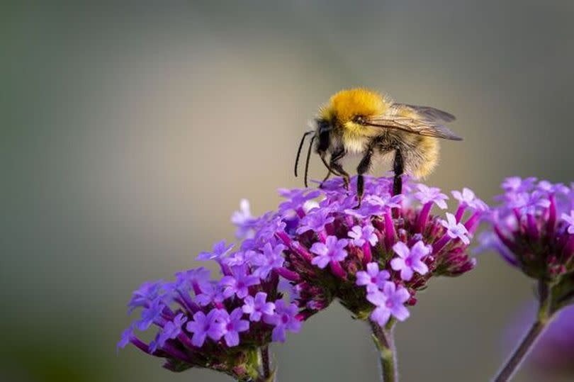 A bee on a purple flower