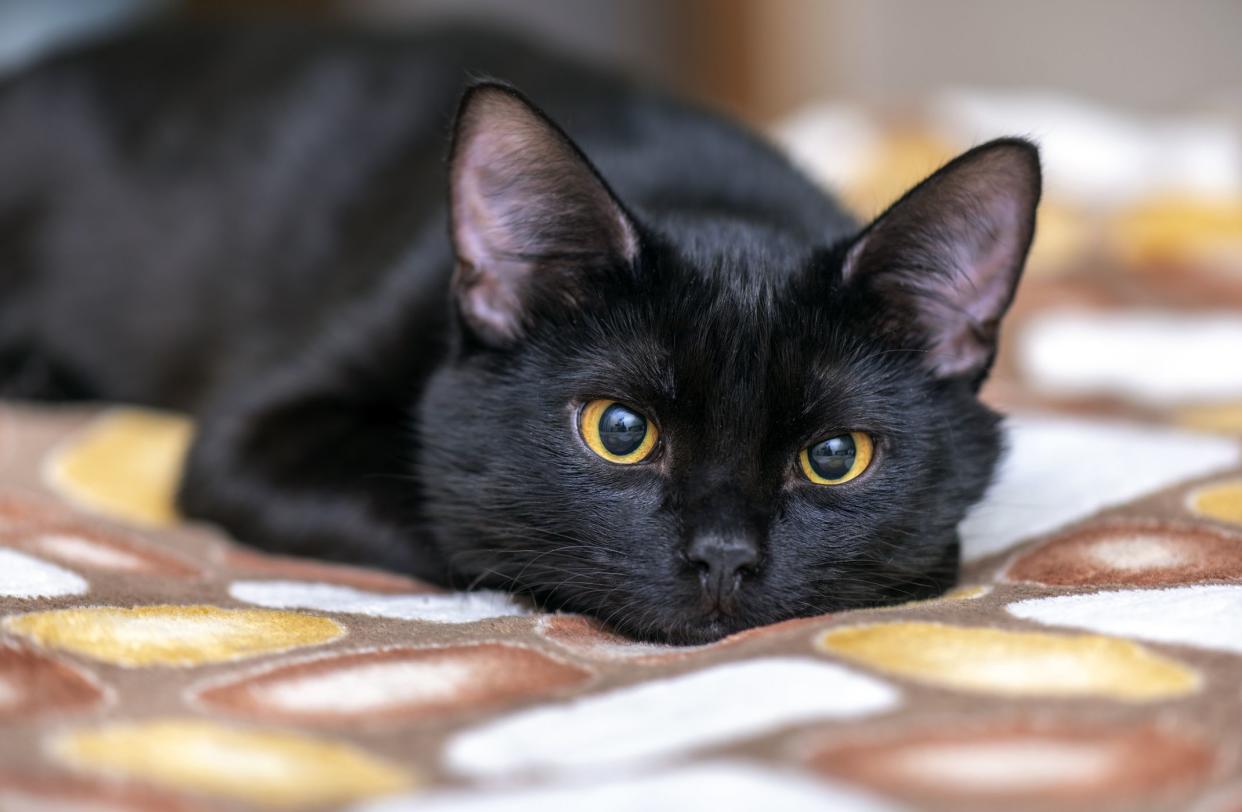 Domestic black Cat looking in front of Camera and lying on the Bed. Portrait of black Cat at Home