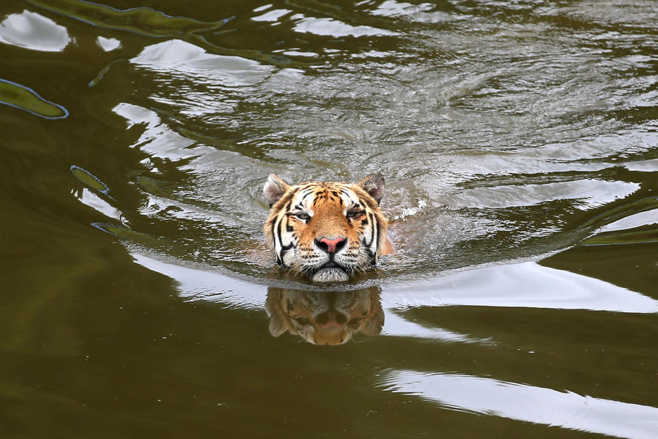 Siberian tigers play in water