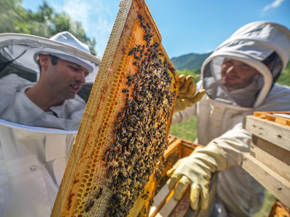 honey production bees