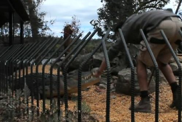 Crocodile attack Shoalhaven Zoo Australia