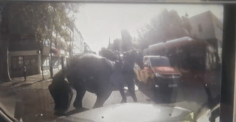 Screenshot from video posted on X by @Davenoisome, showing military horses on the loose 