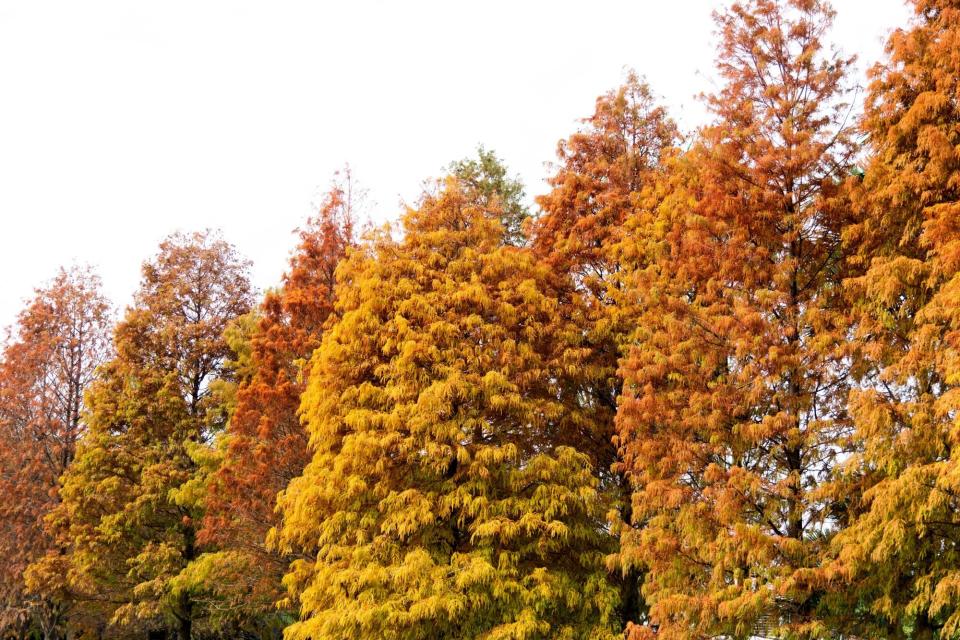 Bald cypress trees in autumn.