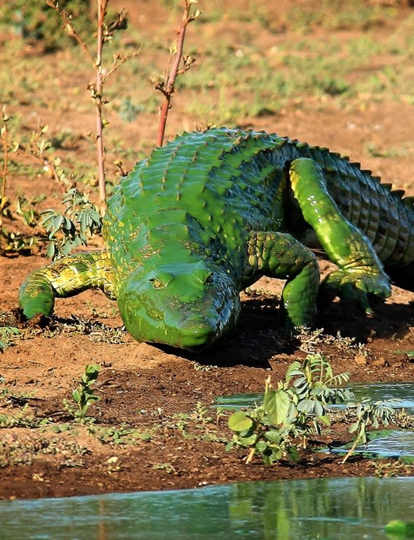 The Hulk? Bright green crocodile emerges from river 