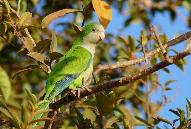The monk parakeet constructs community stick nests, typically in electric lines within New Jersey.