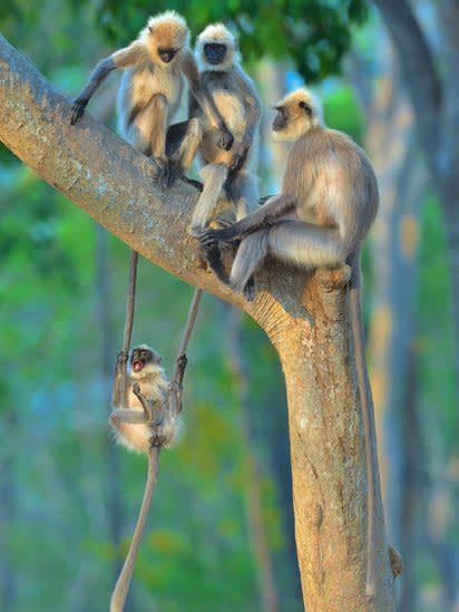 Un joven langur colgando de las colas de otros dos