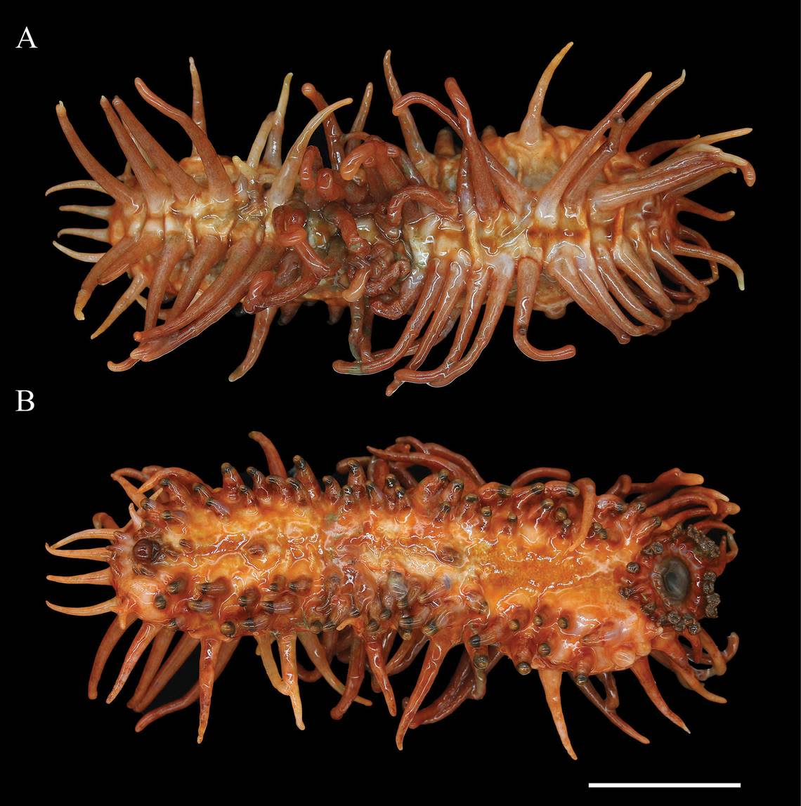 An Oneirophanta brunneannulata, or brown-ringed sea cucumber, as seen from above (top) and below (bottom).