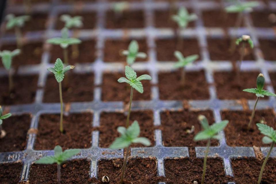 Cotyledon leaves appear on a young marijuana plant. These are the first leaves to grow from the seed after germination. They usually come in pairs, and seeing them is a sign of successful germination and that the plant is growing healthy.