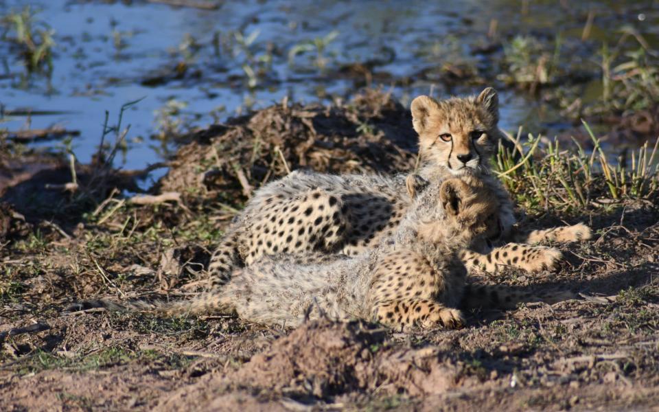 south africa safari - Penny WAlker