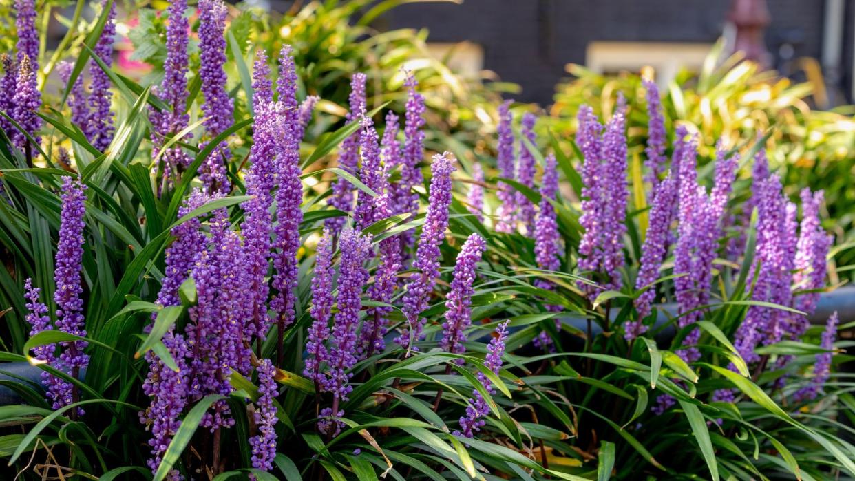 Liriope muscari