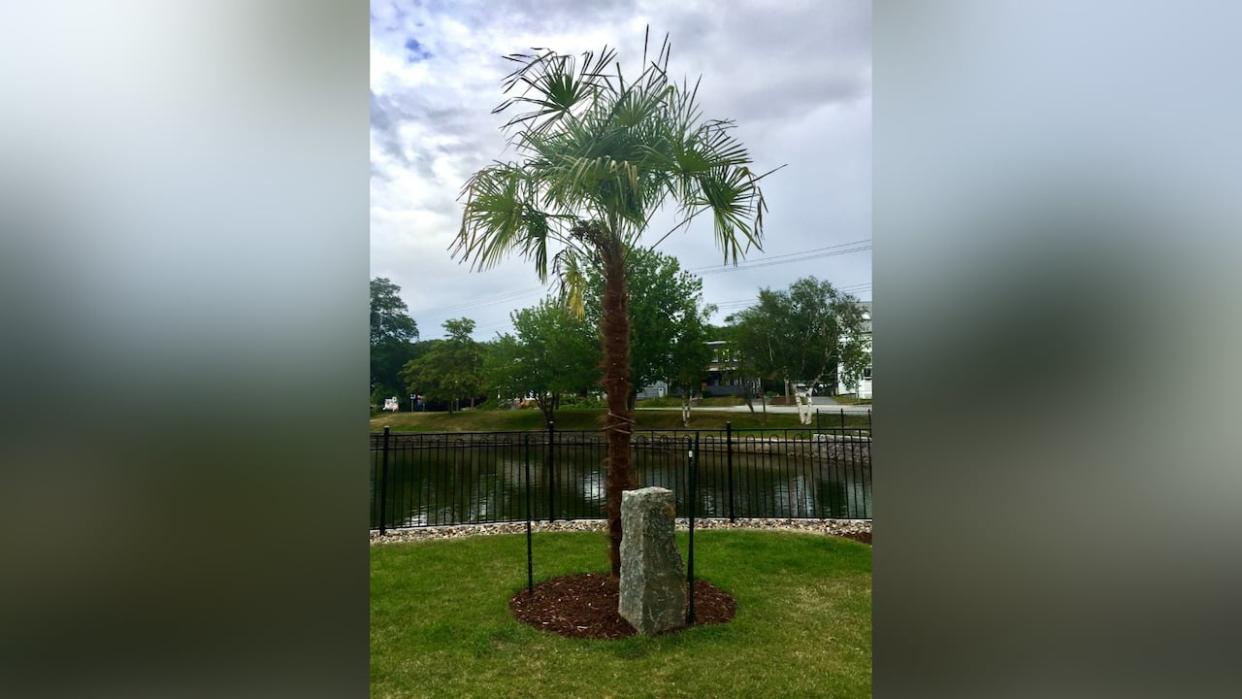 One of the windmill palm trees is shown at Sullivans Pond in Dartmouth. (Halifax Regional Municipality - image credit)