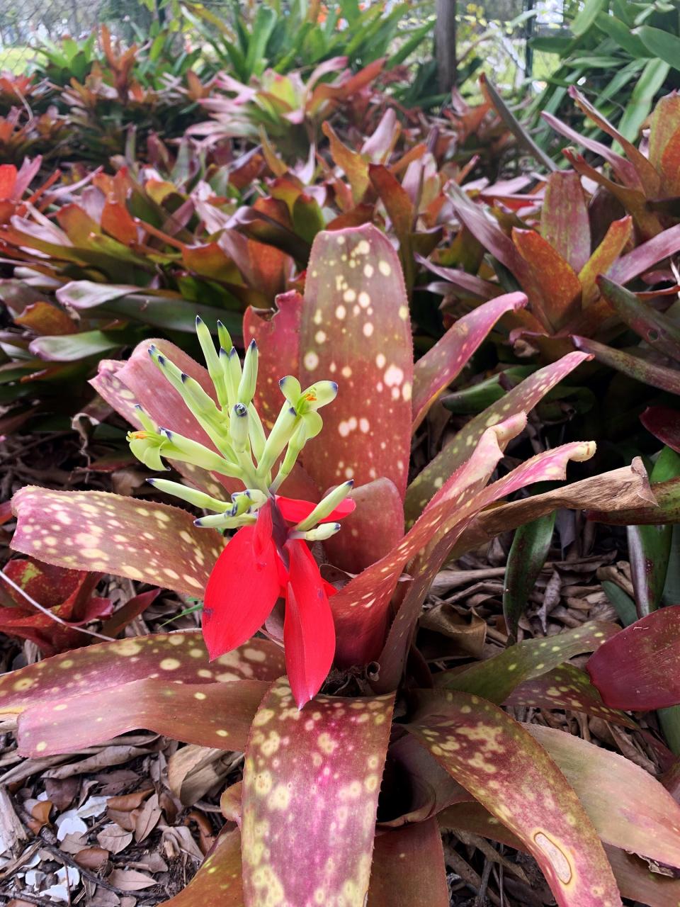 The Bilbergia bromeliad.